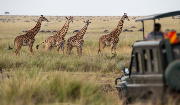 Wildlife migration across the plains