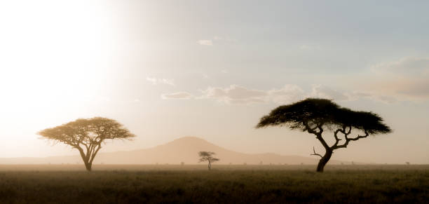 Open Serengeti plains