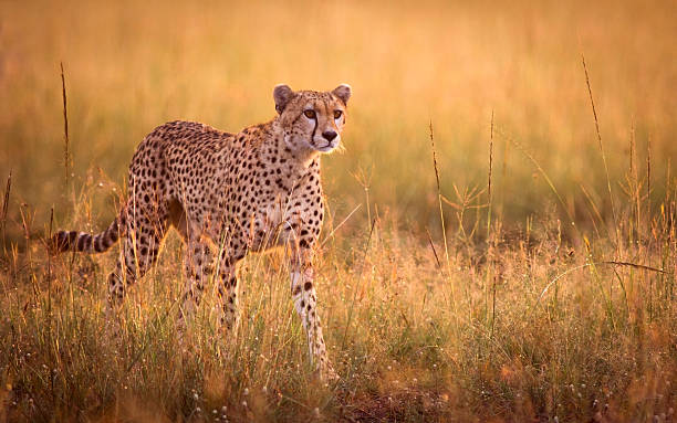 Big cat resting in the grass
