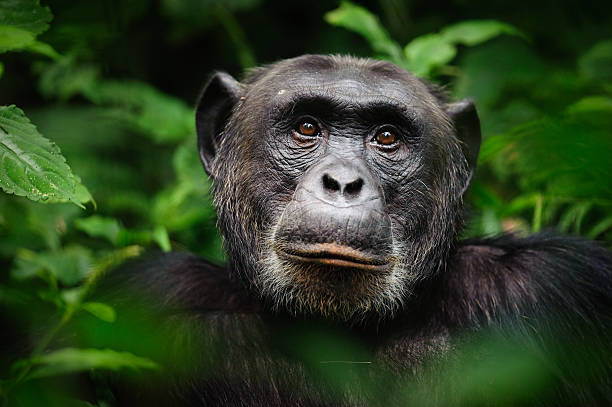 Uganda's forest wildlife
