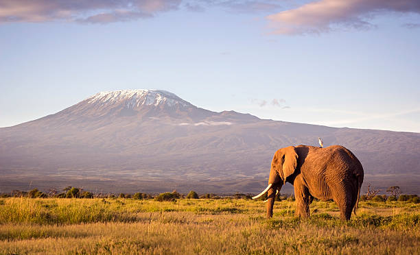 Tanzania wildlife and mountain scenery