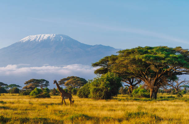 Kenya's savannah beneath Mount Kilimanjaro