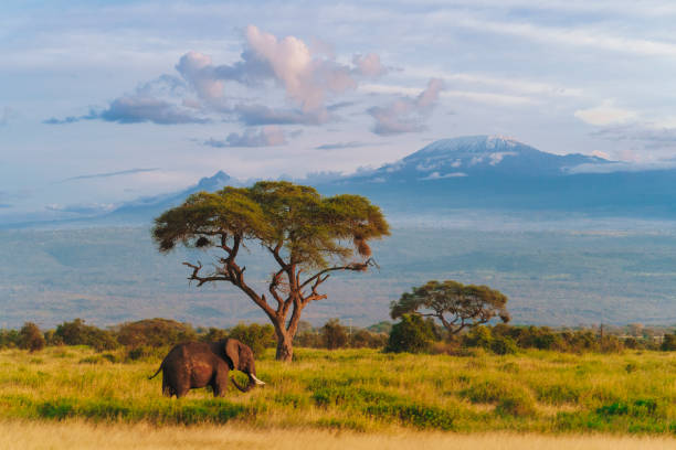 Rwanda's green highlands